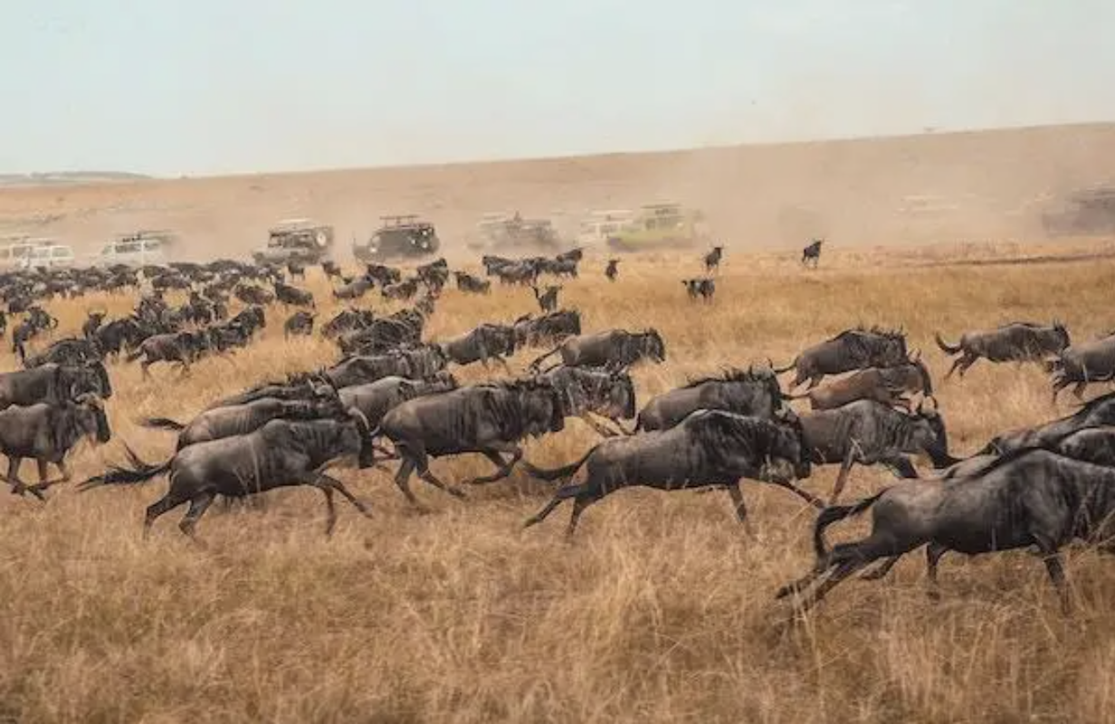 wildebeest stampede across grassy field with four-wheel-drive vehicles in distance