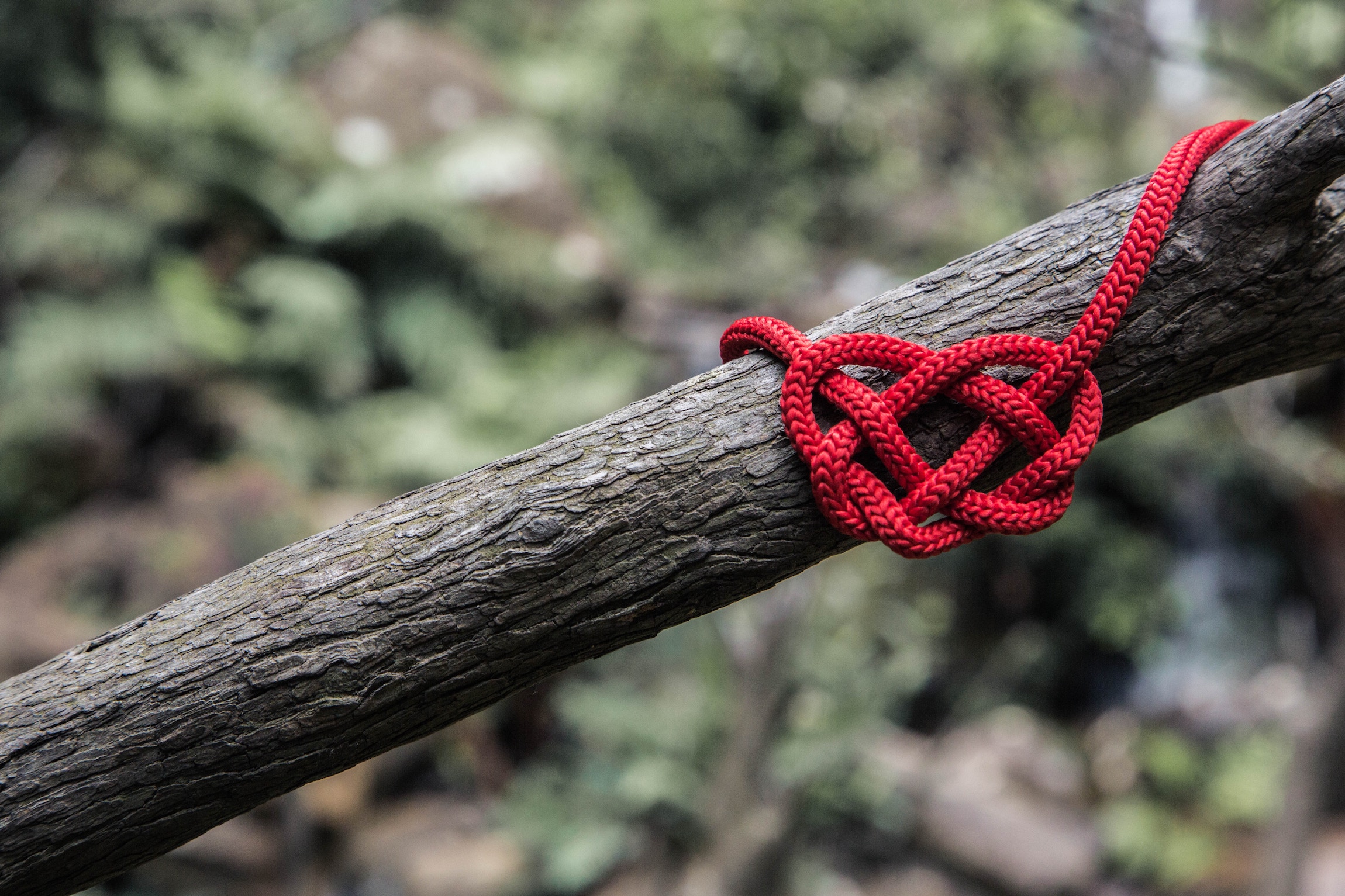Red heart knot on tree limb