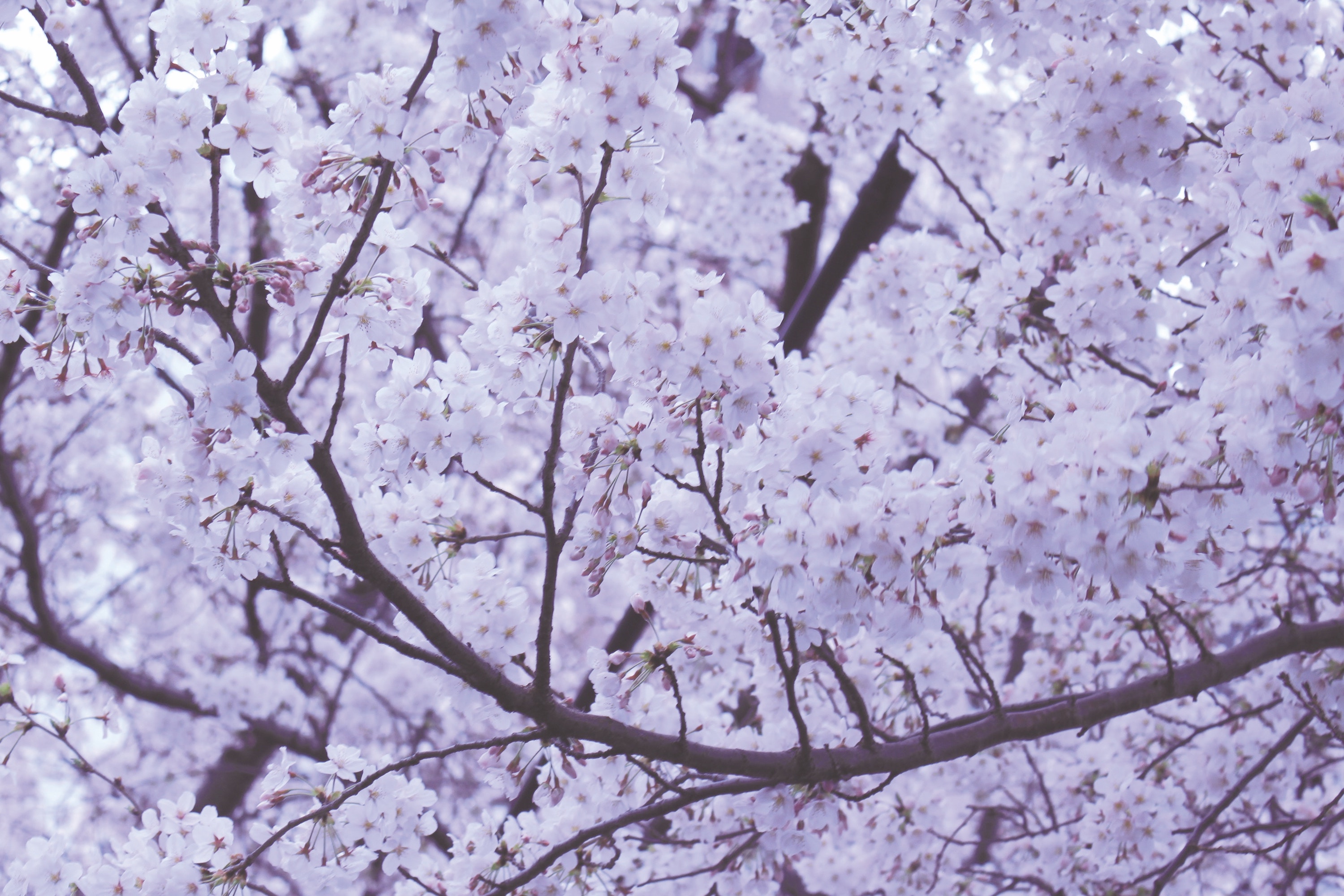 Periwinkle cherry blossoms