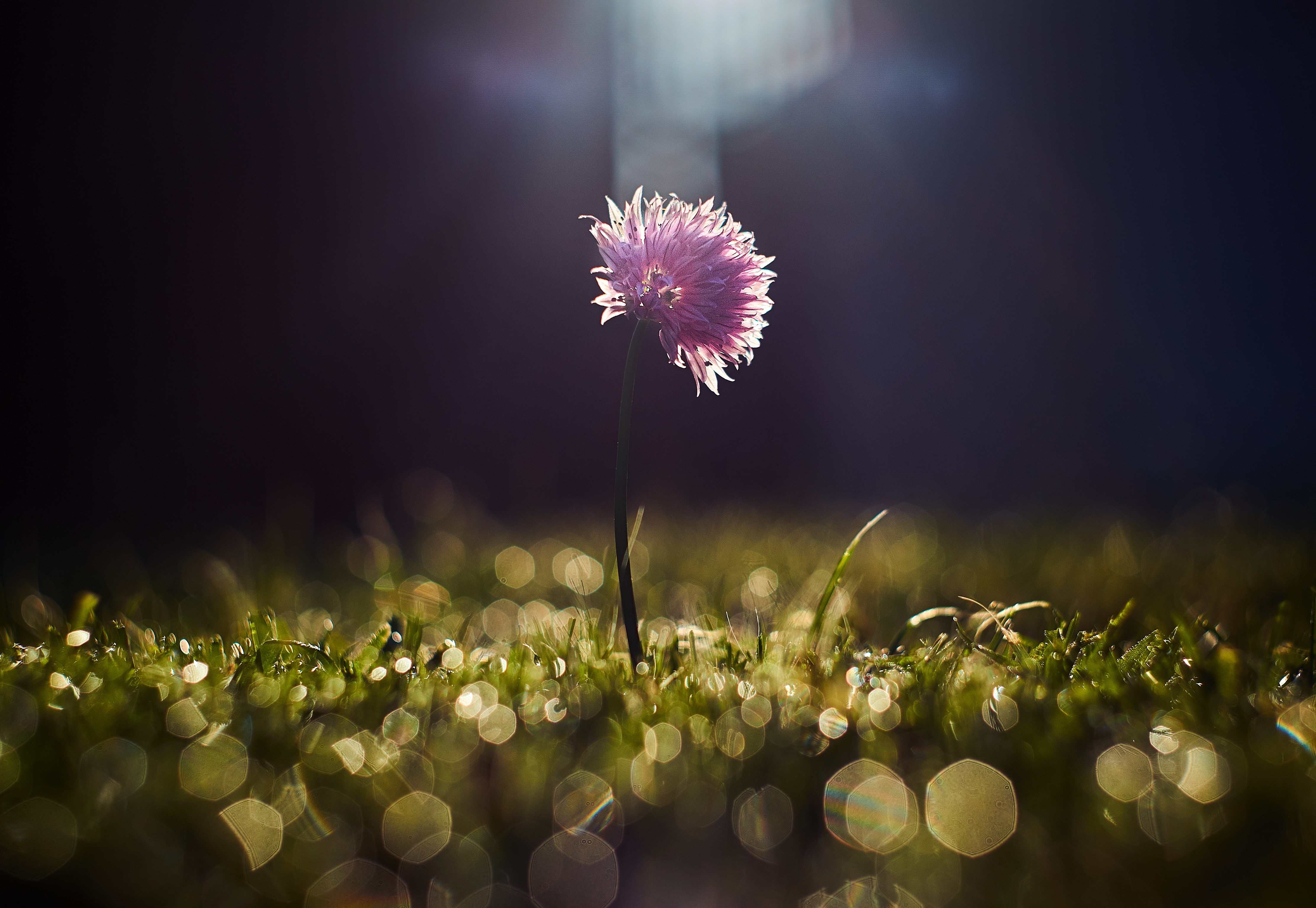Flower in the grass